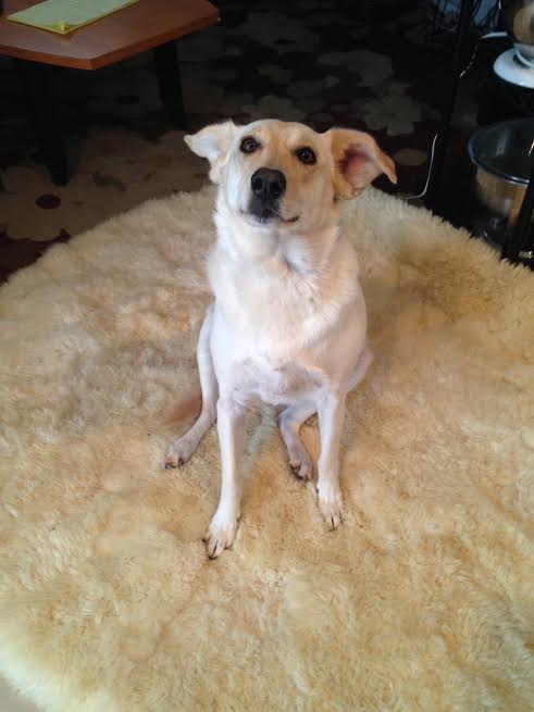 Dog at House of Paws in Nanuet NY