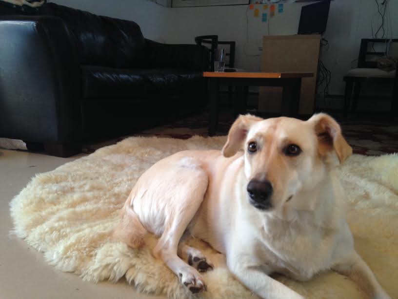 Dog relaxing at House of Paws