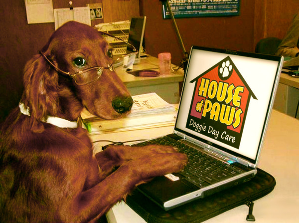 Dog care at House of Paws